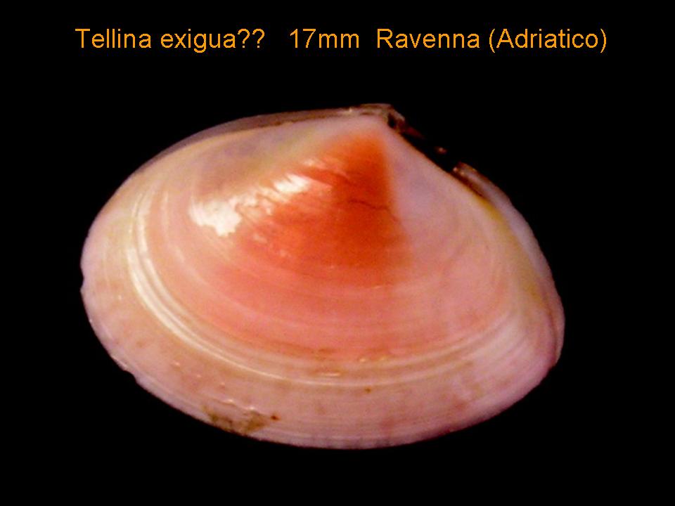 Tellina tenuis